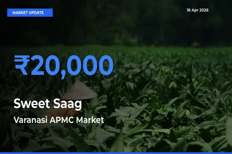 Varanasi APMC Leads as Top Mandi for Sweet Saag Prices
