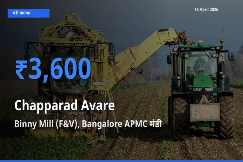 18 April अपडेट: चप्परद अवरे के सबसे ऊँचे दाम Binny Mill (F&V), Bangalore APMC मंडी में