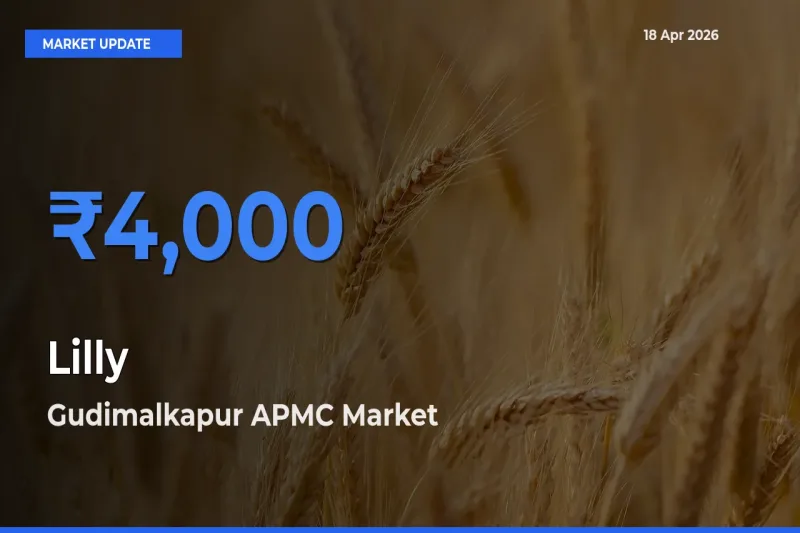 Gudimalkapur APMC Records Highest ₹4,000 Rate for Lilly
