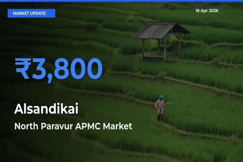 Market Watch: North Paravur APMC Becomes Top Mandi for Alsandikai
