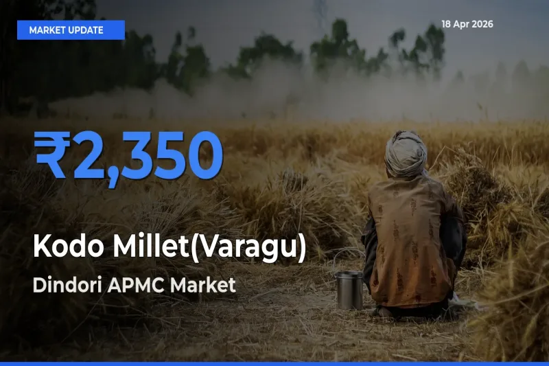 Farmers Prefer Dindori APMC as Kodo Millet(Varagu) Hits Highest Rate