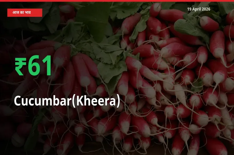 तेज़ तेजी! मंडी में खीरा के दाम 61.21% चढ़े