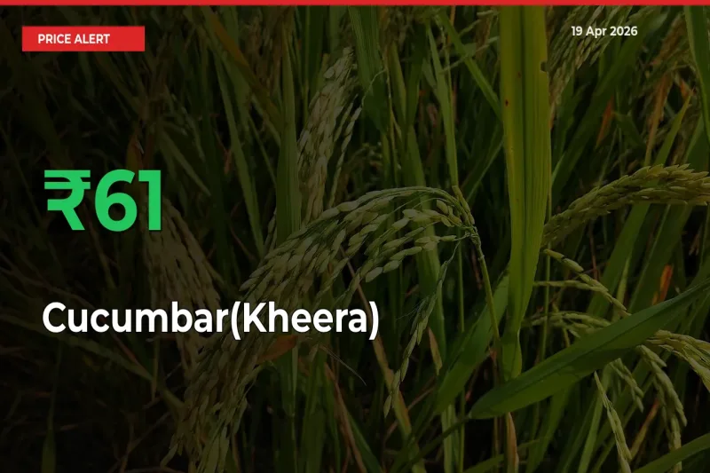 Sudden 61.21% Rally in Cucumbar(Kheera) Prices Across Mandis