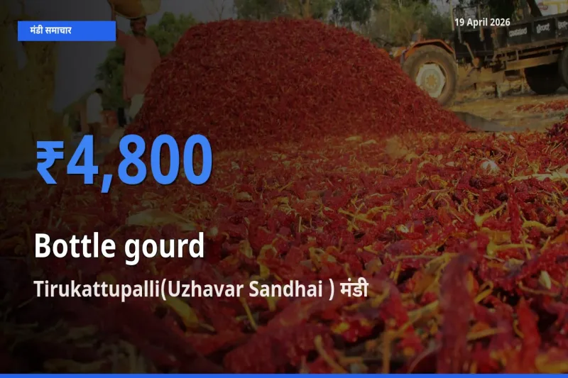 Tirukattupalli(Uzhavar Sandhai ) में लौकी का आज सबसे ऊँचा भाव