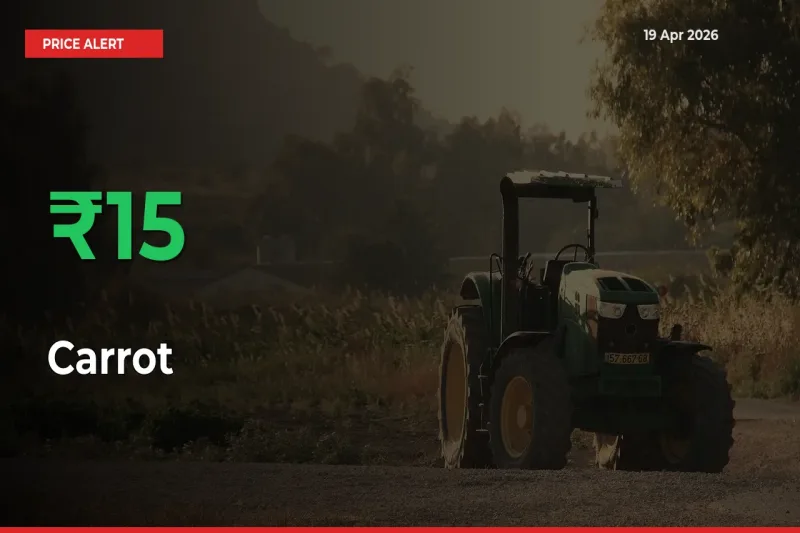 Sharp Jump! Carrot Prices Climb 15.18% in 24 Hours at Key Mandis