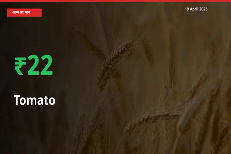 आज का मंडी भाव: टमाटर के दाम मंडी में 22.37% ऊपर