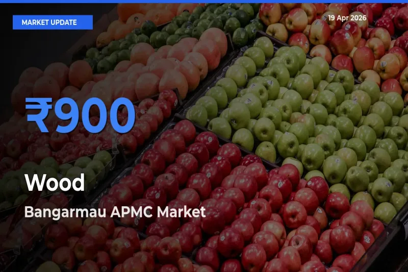 Bangarmau APMC Offers ₹900 – Highest Wood Rate Today