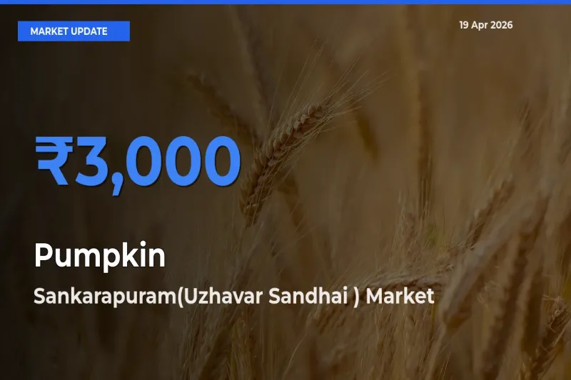 Pumpkin Mandi Rate Today: Sankarapuram(Uzhavar Sandhai ) Tops the List