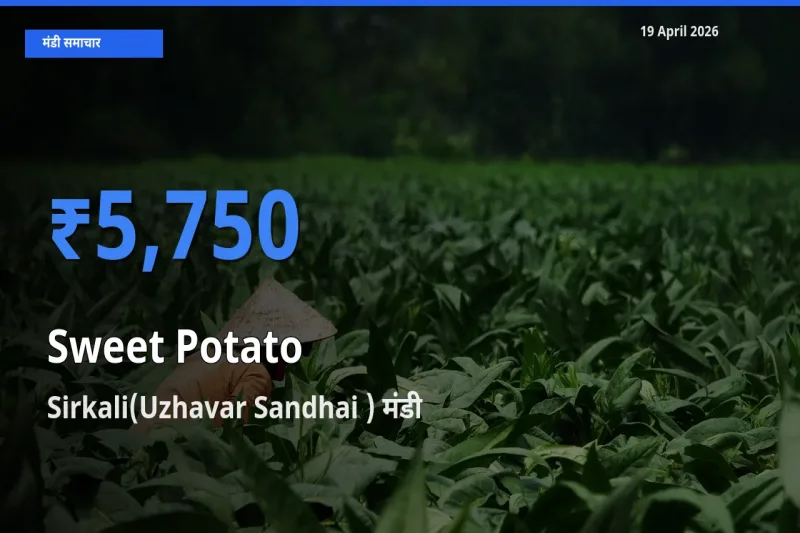 किसानों की पसंद बना Sirkali(Uzhavar Sandhai ), शकरकंद के सबसे अच्छे दाम