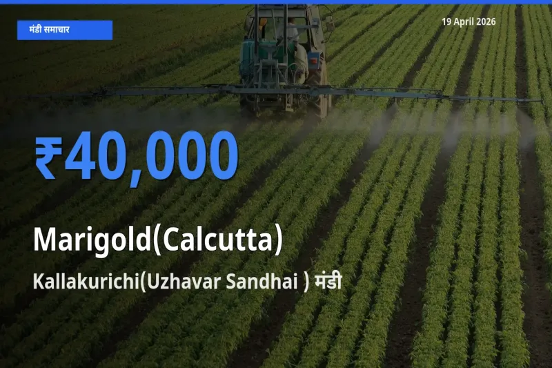 किसानों की पसंद बना Kallakurichi(Uzhavar Sandhai ), गेंदा (कलकत्ता) के सबसे अच्छे दाम