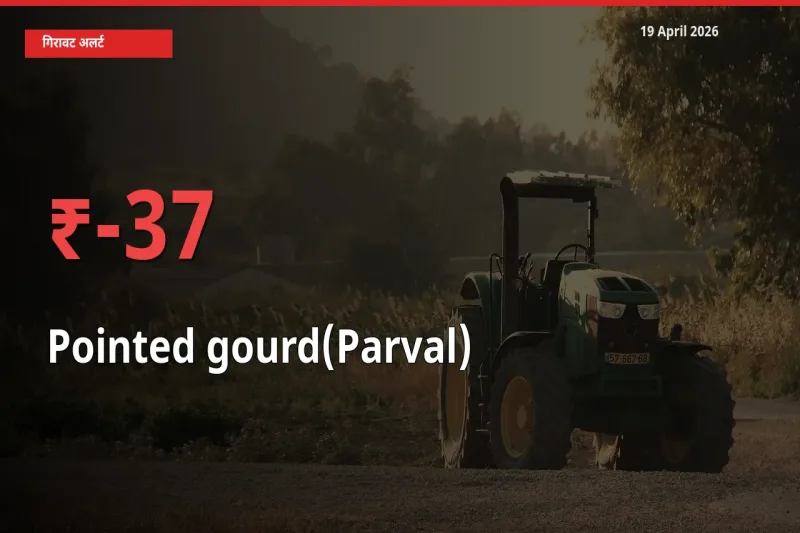 परवल के दाम प्रमुख मंडी में 37.43% गिरे, 24 घंटे में बड़ा बदलाव