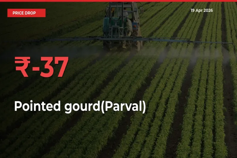 Farmers Alert as Pointed gourd(Parval) Prices Slide 37.43% in Local Mandis