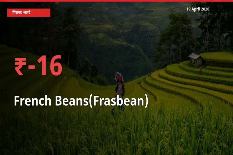स्थानीय मंडी में फ़्रेंच बीन्स (फ़्रासबीन) के दाम अचानक 15.73% गिरे, किसानों की चिंता बढ़ी