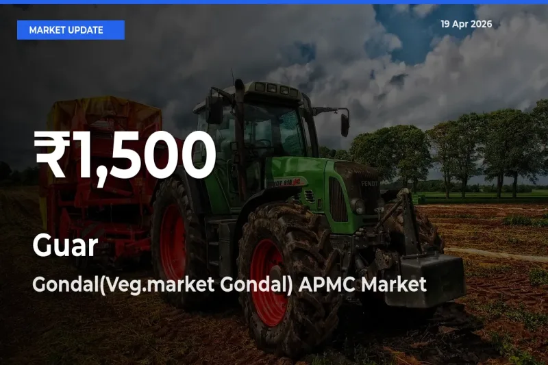 Why Guar Prices Slumped in Gondal(Veg.market Gondal) APMC – 30-Day Low Today