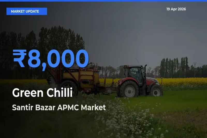Market Watch: Santir Bazar APMC Becomes Top Mandi for Green Chilli