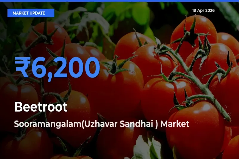 Farmers Prefer Sooramangalam(Uzhavar Sandhai ) as Beetroot Hits Highest Rate