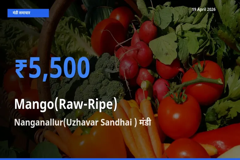 टॉप मंडी बना Nanganallur(Uzhavar Sandhai )! आम (कच्चा-पका) के सबसे ऊँचे दाम यहीं दर्ज