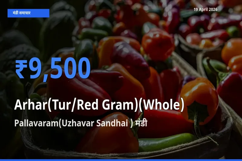 Pallavaram(Uzhavar Sandhai ) मंडी में आज अरहर (साबुत) के सबसे ऊँचे दाम दर्ज