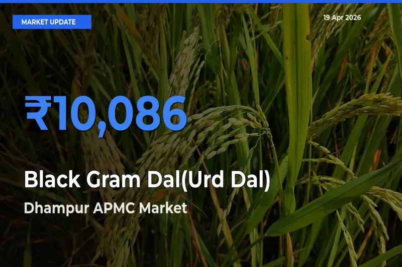 Dhampur APMC Tops Black Gram Dal(Urd Dal) Rates – April 19 Market Update