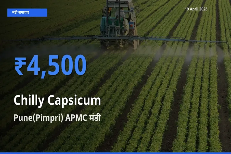 आज हरी शिमला मिर्च के सबसे ऊँचे दाम ₹4,500 Pune(Pimpri) APMC मंडी में