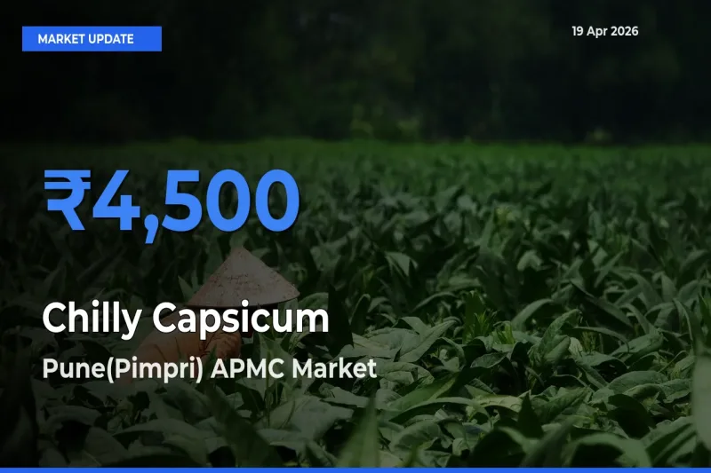Chilly Capsicum Mandi Rate Today: Pune(Pimpri) APMC Tops the List