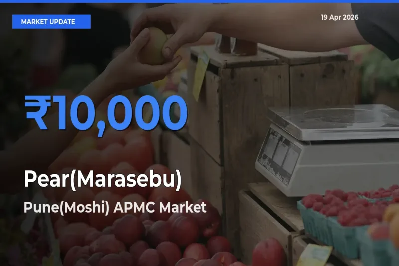 Pune(Moshi) APMC Leads as Top Mandi for Pear(Marasebu) Prices