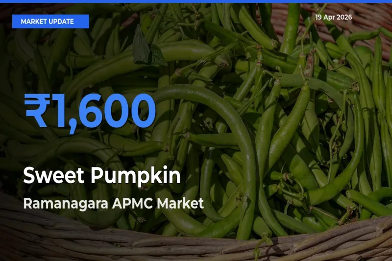 Ramanagara APMC Offers ₹1,600 – Highest Sweet Pumpkin Rate Today
