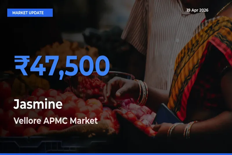 Vellore APMC Leads as Top Mandi for Jasmine Prices