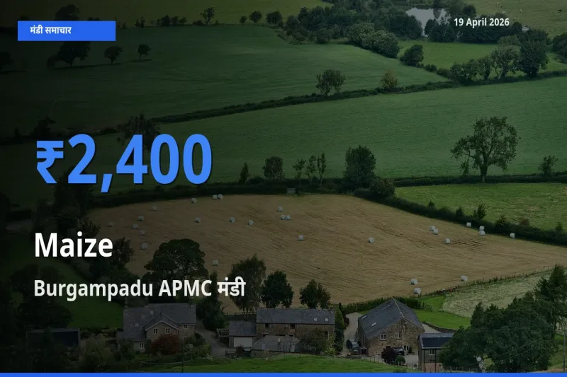 किसानों की पसंद बना Burgampadu APMC, मक्का के सबसे अच्छे दाम