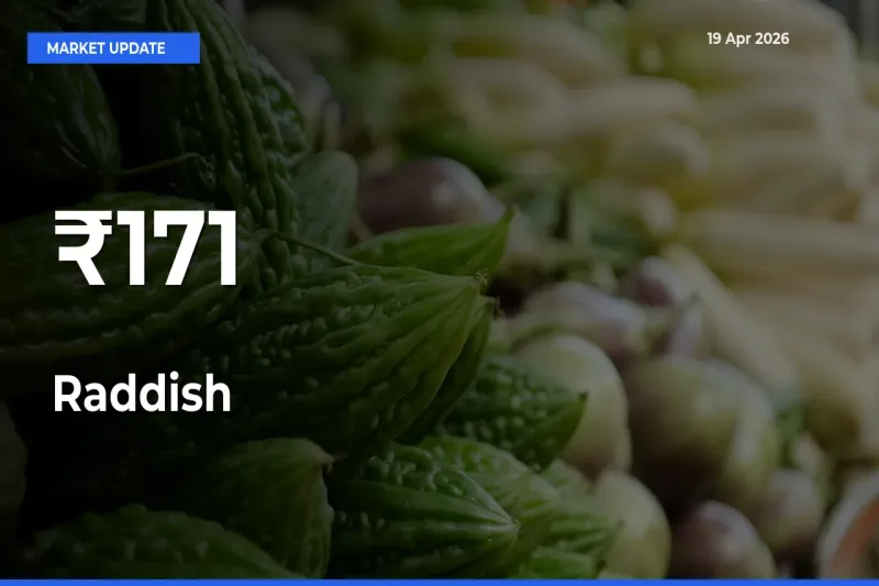 Raddish Shows Strong Mandi Trend – April 19 Market Update