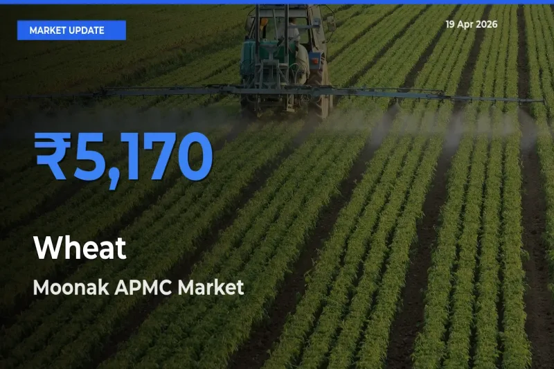 Market Watch: Moonak APMC Becomes Top Mandi for Wheat