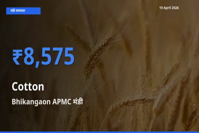 Bhikangaon APMC मंडी में कपास ₹8,575 पर पहुँचा – आज का सर्वोच्च भाव