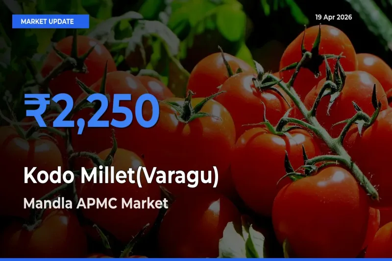 Mandla APMC Records Highest ₹2,250 Rate for Kodo Millet(Varagu)