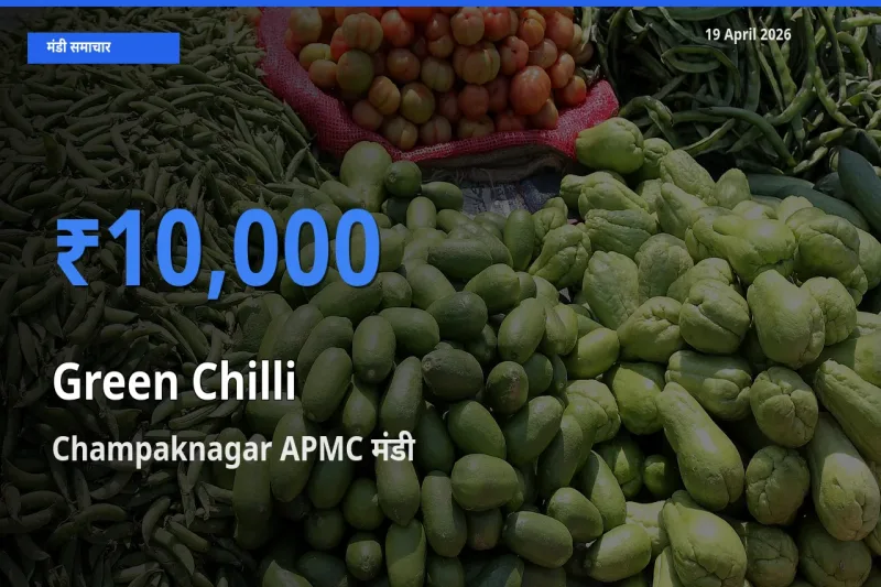 19 April अपडेट: हरी मिर्च के सबसे ऊँचे दाम Champaknagar APMC मंडी में