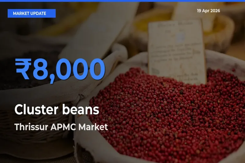 Thrissur APMC Offers ₹8,000 – Highest Cluster beans Rate Today
