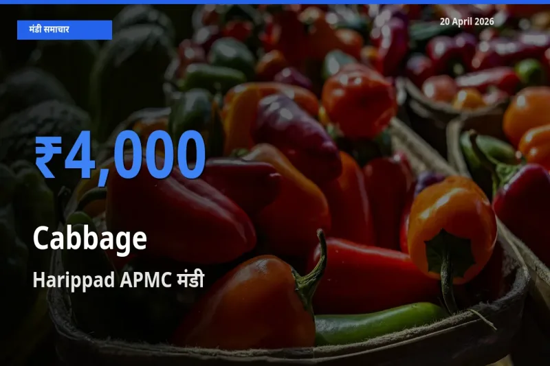 किसानों की पसंद बना Harippad APMC, पत्ता गोभी के सबसे अच्छे दाम