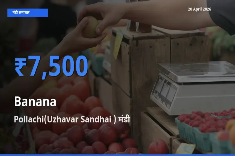 20 April अपडेट: केला के सबसे ऊँचे दाम Pollachi(Uzhavar Sandhai ) मंडी में