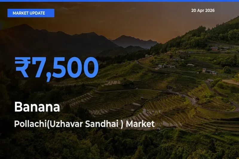 Farmers Prefer Pollachi(Uzhavar Sandhai ) as Banana Hits Highest Rate