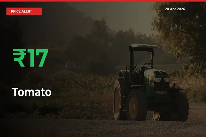 Tomato Prices Rise 17.33% in a Day at Major Mandis