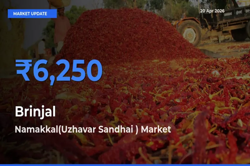 Namakkal(Uzhavar Sandhai ) Leads as Top Mandi for Brinjal Prices