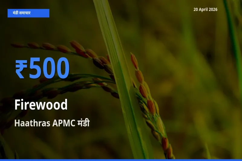 आज जलावन लकड़ी के सबसे ऊँचे दाम ₹500 Haathras APMC मंडी में