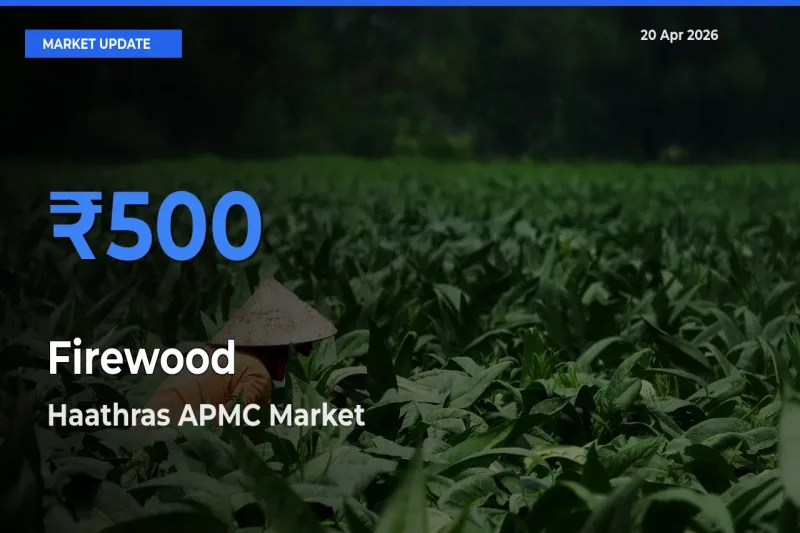 Haathras APMC Offers ₹500 – Highest Firewood Rate Today