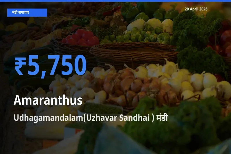 Udhagamandalam(Uzhavar Sandhai ) मंडी में आज चौलाई के सबसे ऊँचे दाम दर्ज