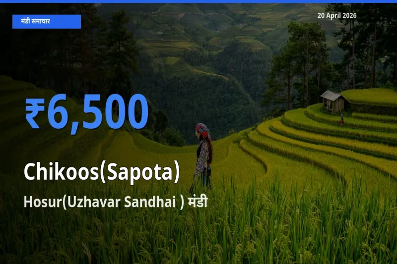 Hosur(Uzhavar Sandhai ) मंडी में आज चीकू के सबसे ऊँचे दाम दर्ज