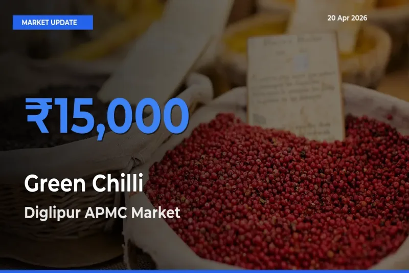 Market Watch: Diglipur APMC Becomes Top Mandi for Green Chilli