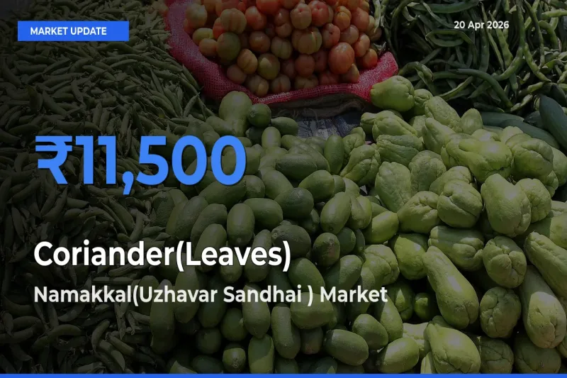 Top Performer! Namakkal(Uzhavar Sandhai ) Offers Best Coriander(Leaves) Price Today