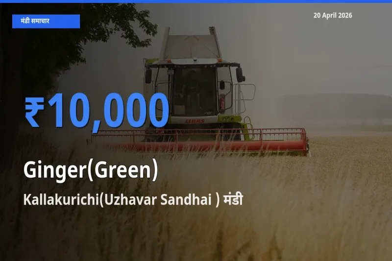 Kallakurichi(Uzhavar Sandhai ) मंडी में आज अदरक (हरा) के सबसे ऊँचे दाम दर्ज