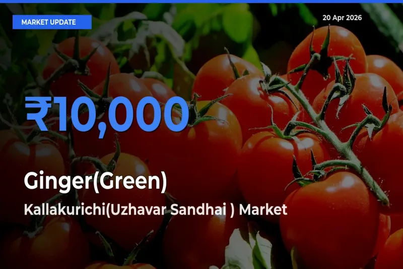 Ginger(Green) Mandi Rate Today: Kallakurichi(Uzhavar Sandhai ) Tops the List