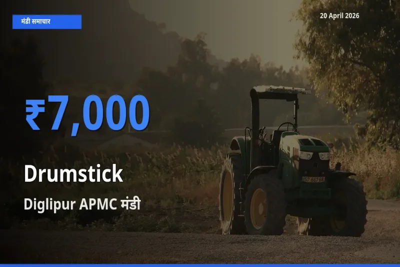 Diglipur APMC मंडी में आज सहजन (मुनगा) के सबसे ऊँचे दाम दर्ज
