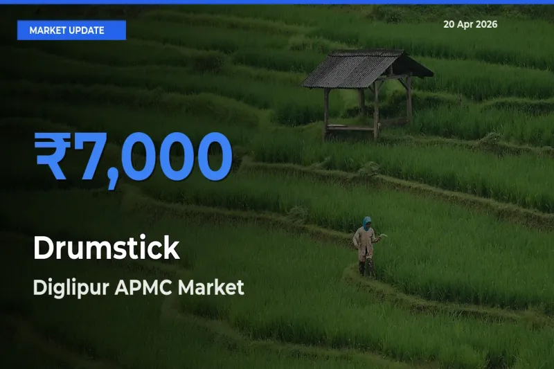 Diglipur APMC Emerges as Top Mandi for Drumstick Prices Today